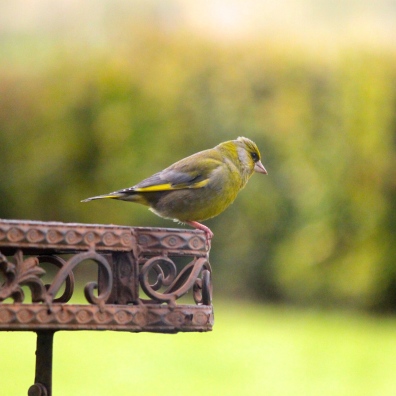 Greenfinch on the bird table.